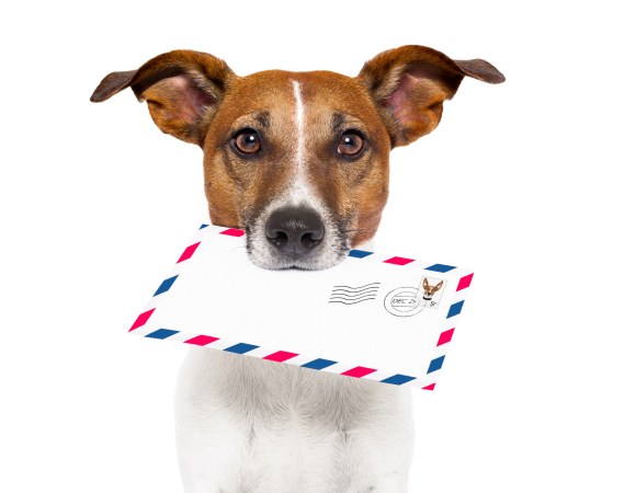 犬が郵便封筒を口で咥えています。